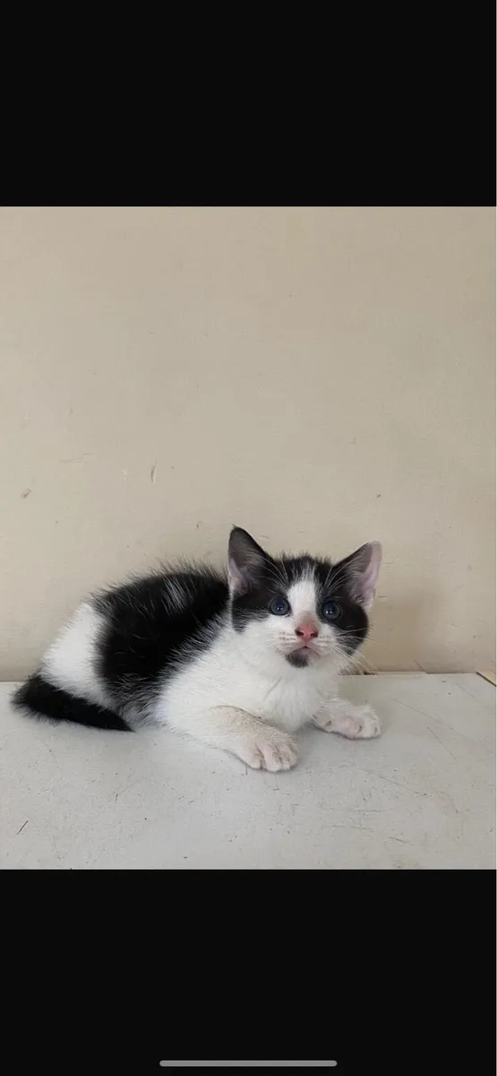 Kittens - Image 2