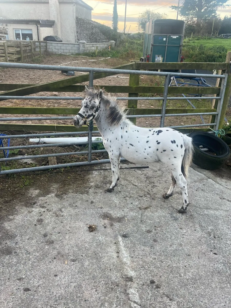 Pony - Image 1
