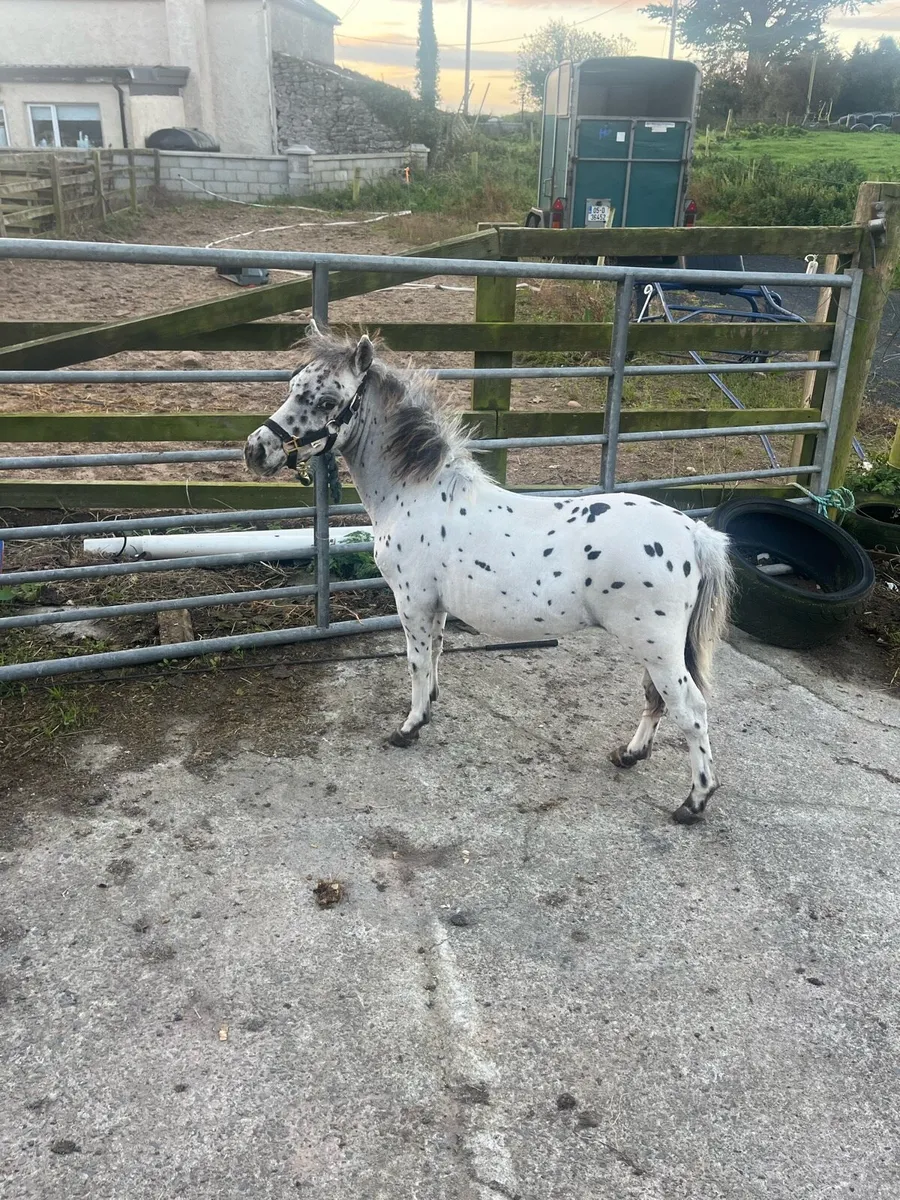 Pony - Image 2