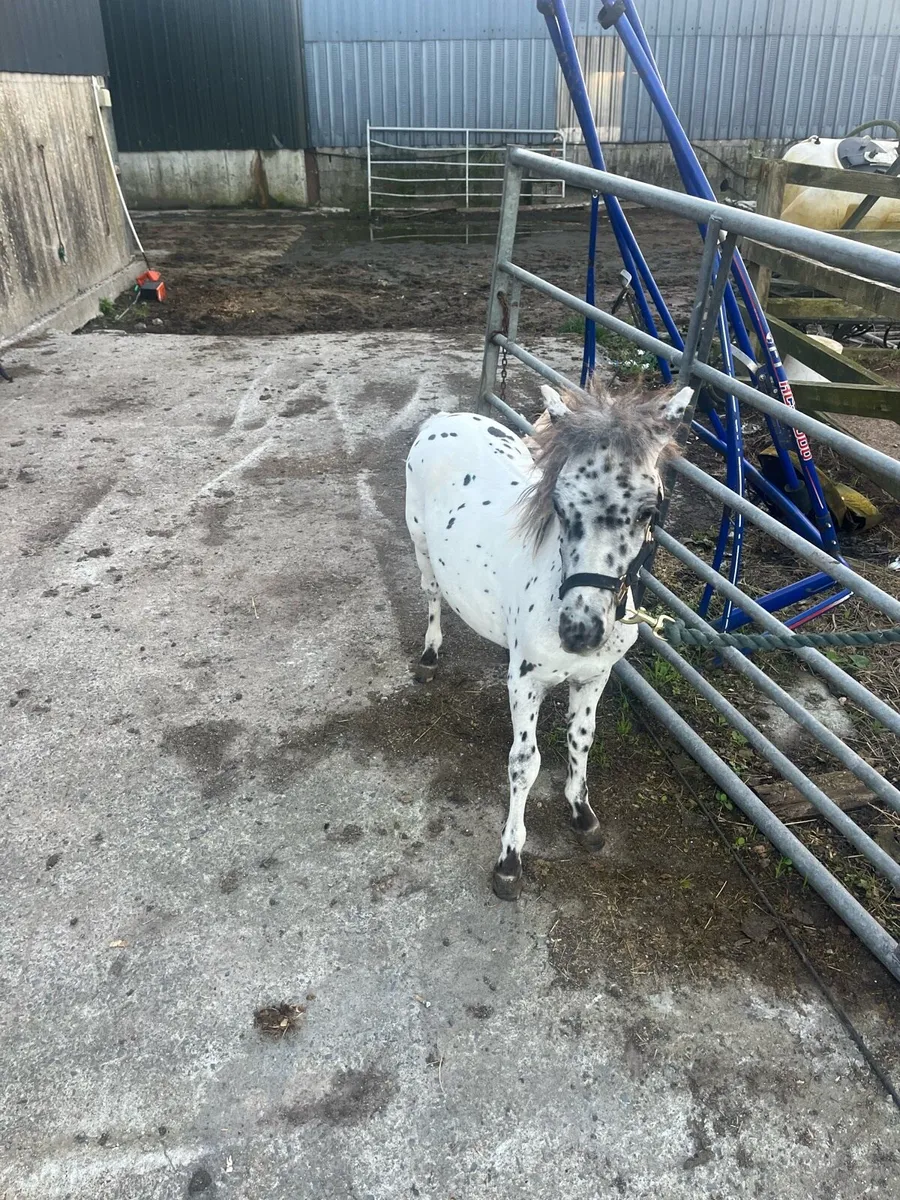 Pony - Image 4