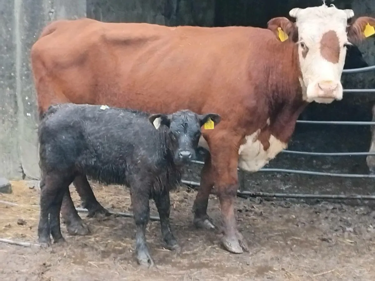 Limousin Cow & Calf - Image 1