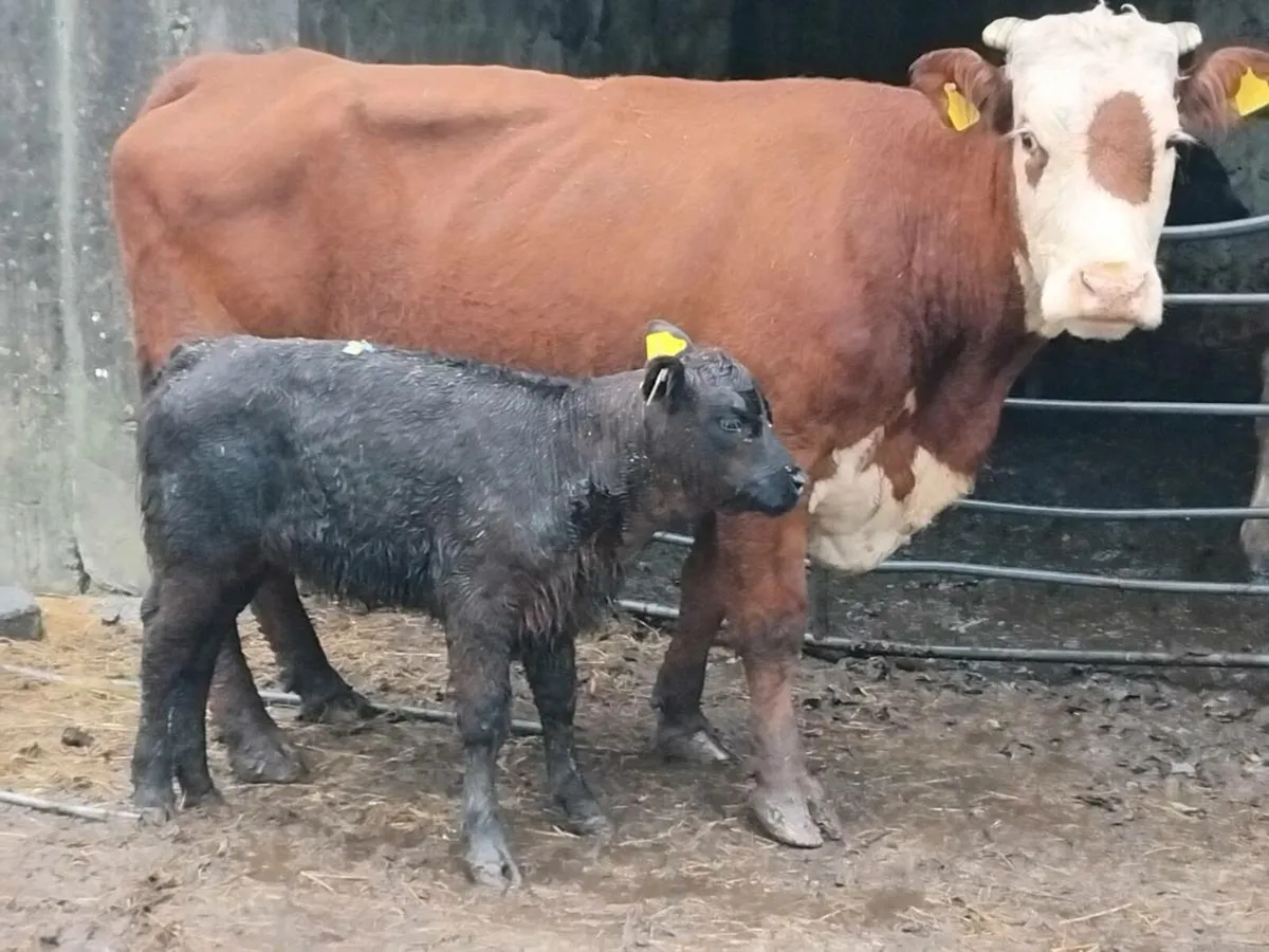 Limousin Cow & Calf - Image 2