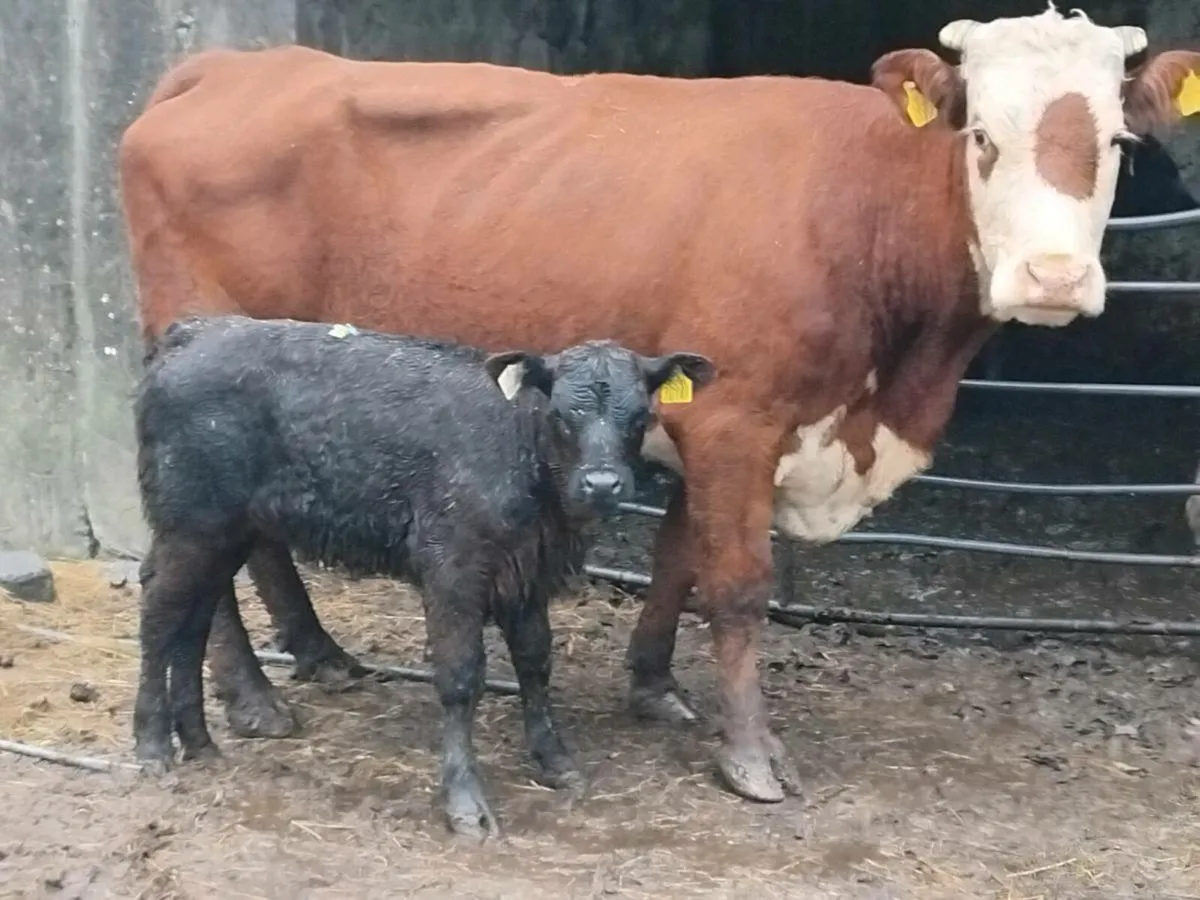 Limousin Cow & Calf - Image 3