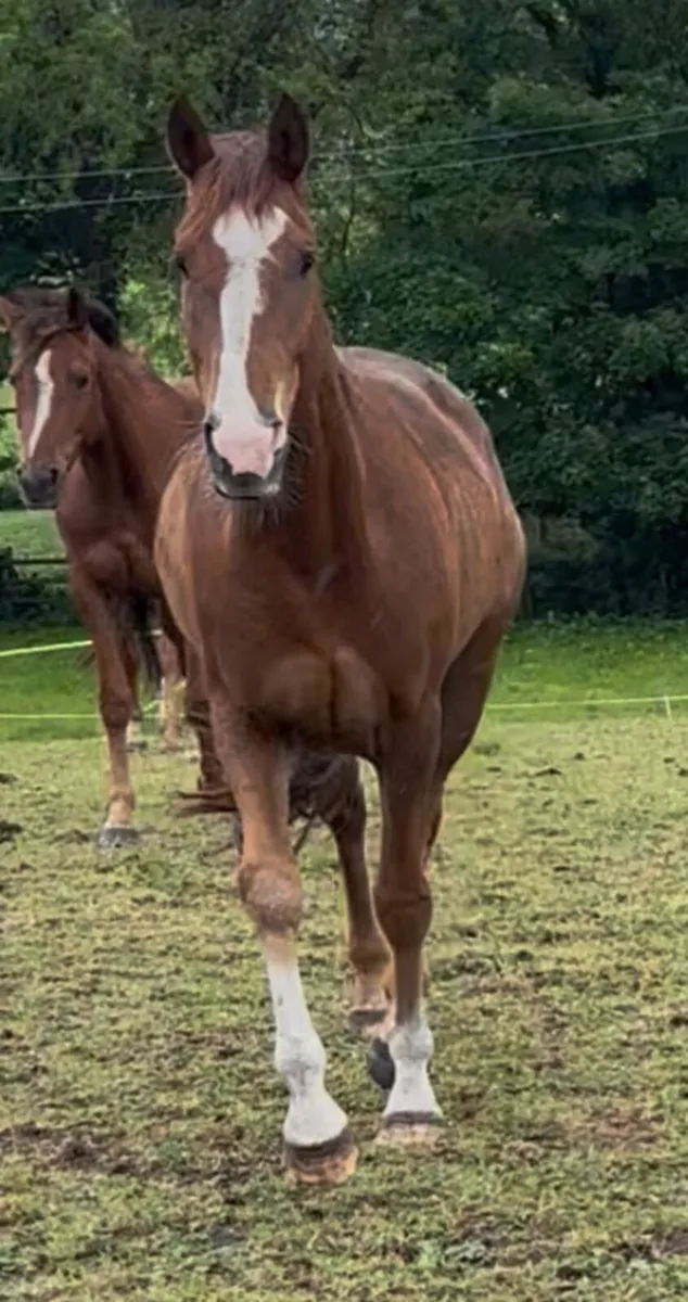 15.1 Irish sport horse - Image 2