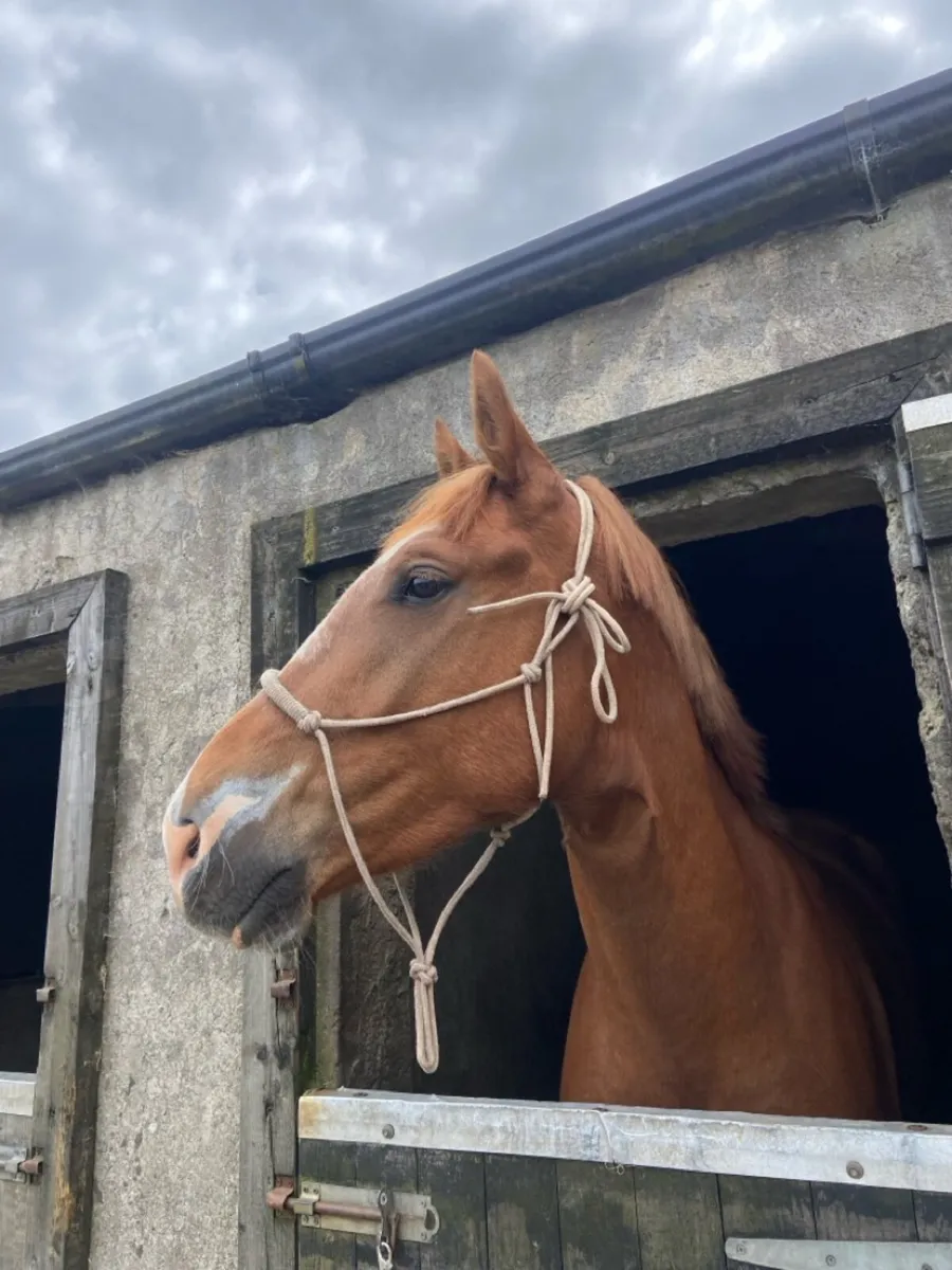 15.1 Irish sport horse - Image 3