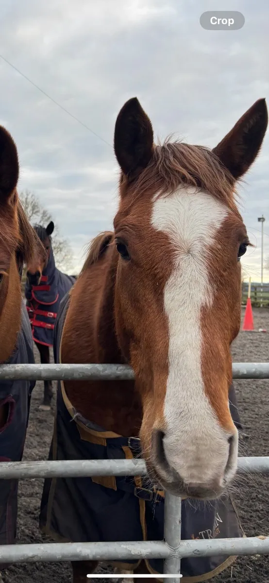 15.1 Irish sport horse - Image 4