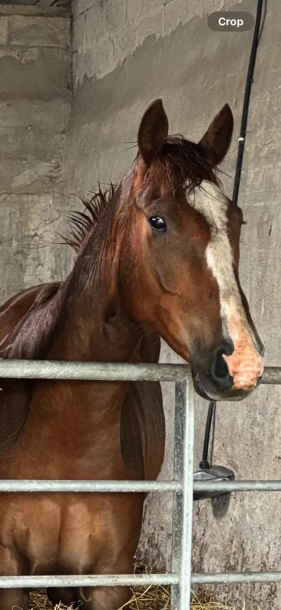15.1 Irish sport horse - Image 1