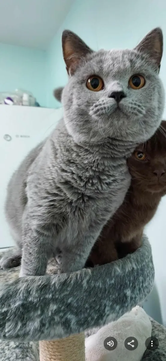 British shorthair cats for sale - Image 3