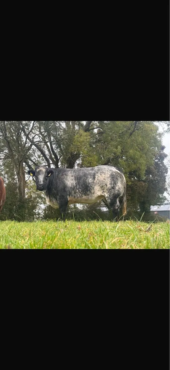 Ballinasloe mart - Image 1