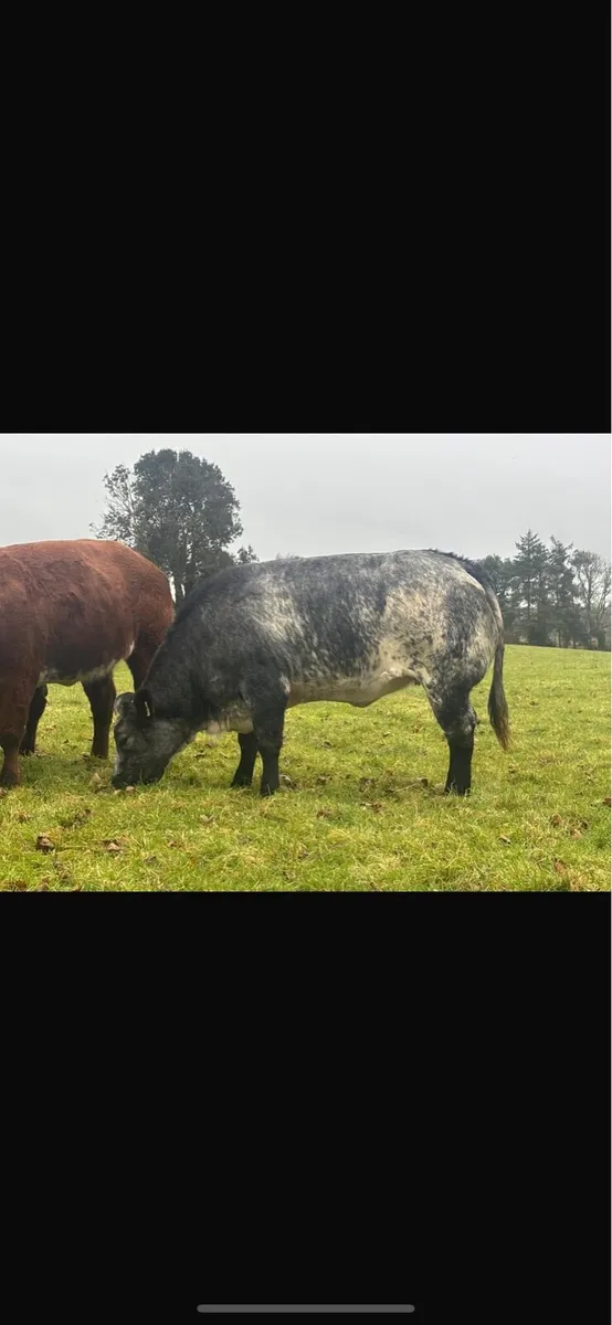 Ballinasloe mart - Image 2