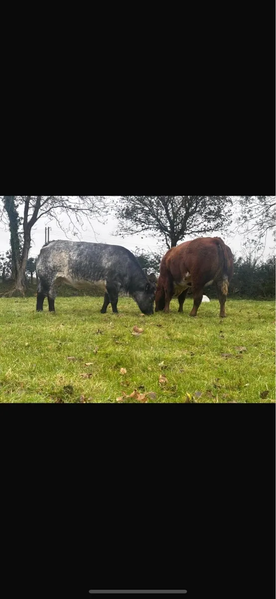 Ballinasloe mart - Image 3