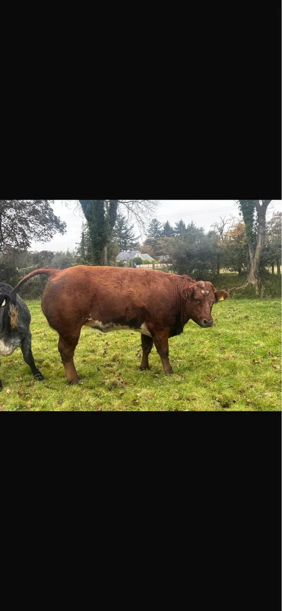 Ballinasloe mart - Image 4