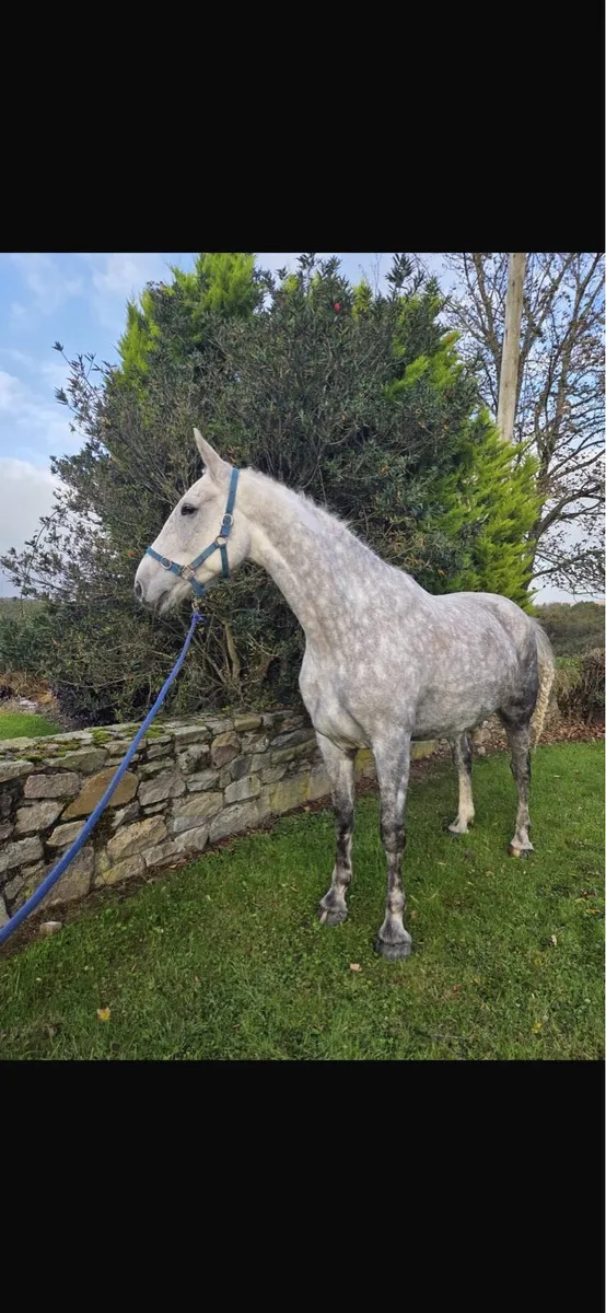 6 yr old Draught gelding - Image 1