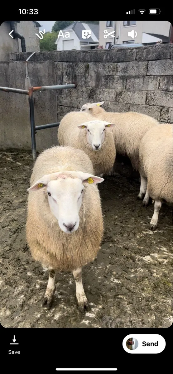 ✅ SIS ✅ Belclare Shearling and Ram lambs - Image 4