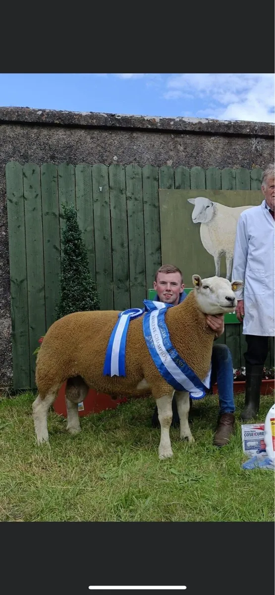 ✅ SIS ✅ Belclare Shearling and Ram lambs - Image 1