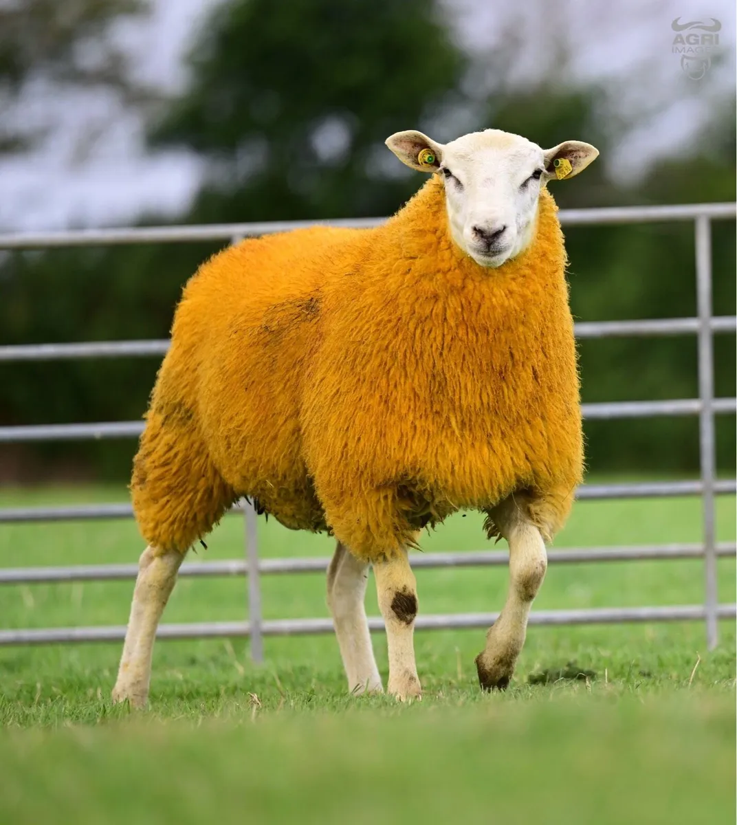 ✅ SIS ✅ Belclare Shearling and Ram lambs - Image 2