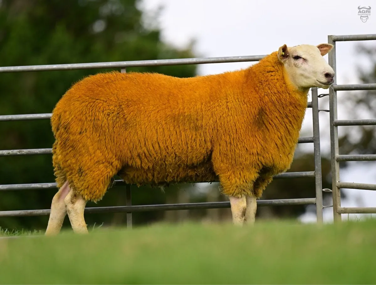 ✅ SIS ✅ Belclare Shearling and Ram lambs - Image 3