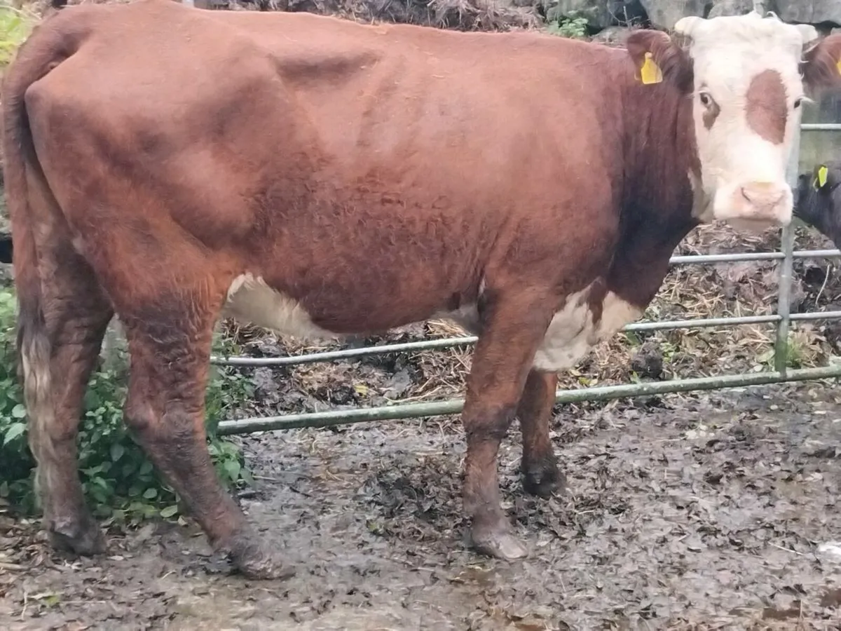 Limousin Cow & Calf - Image 4