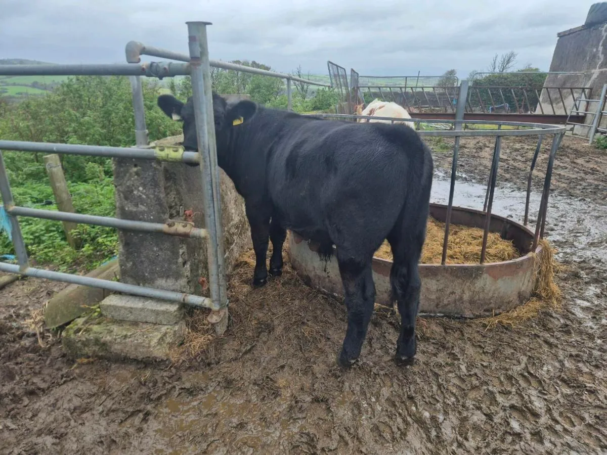 Weanlings - Image 1