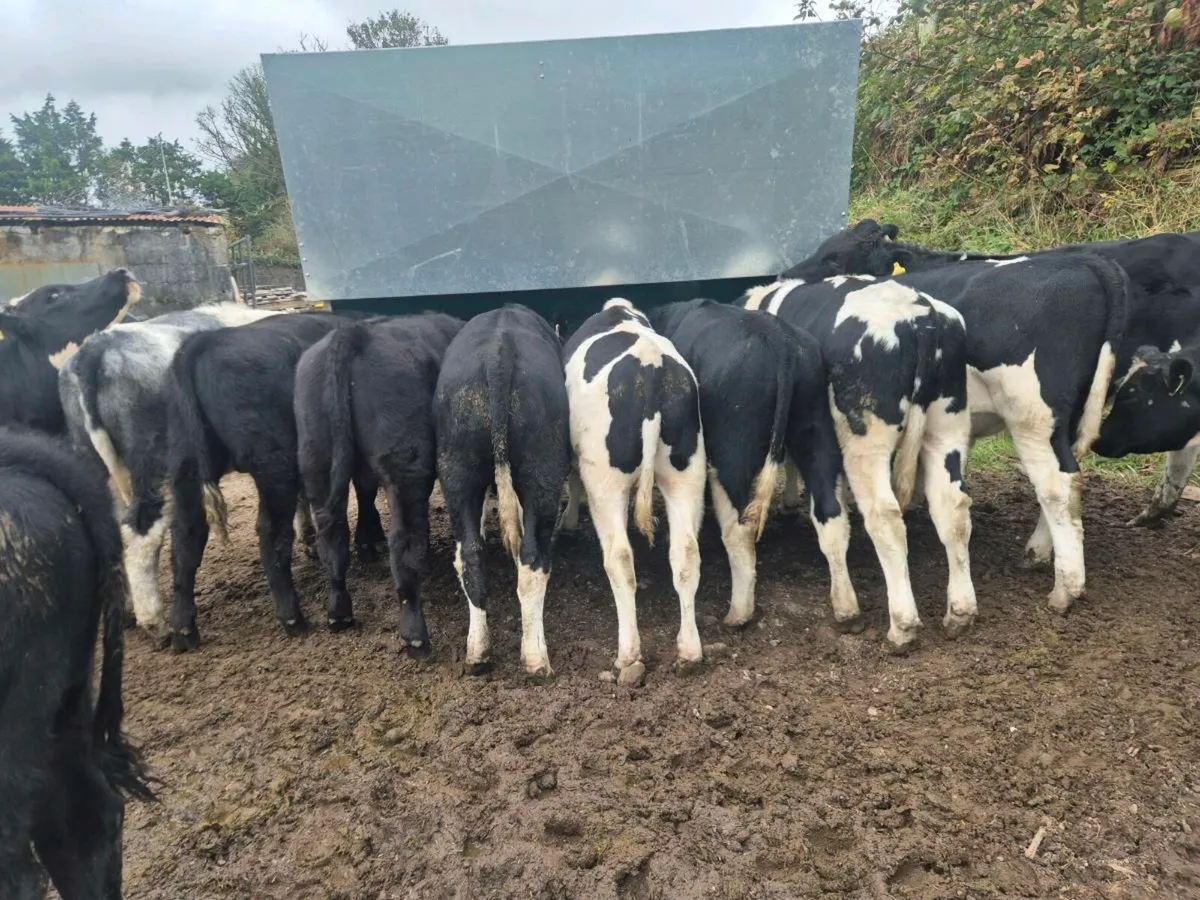 Weanlings - Image 2