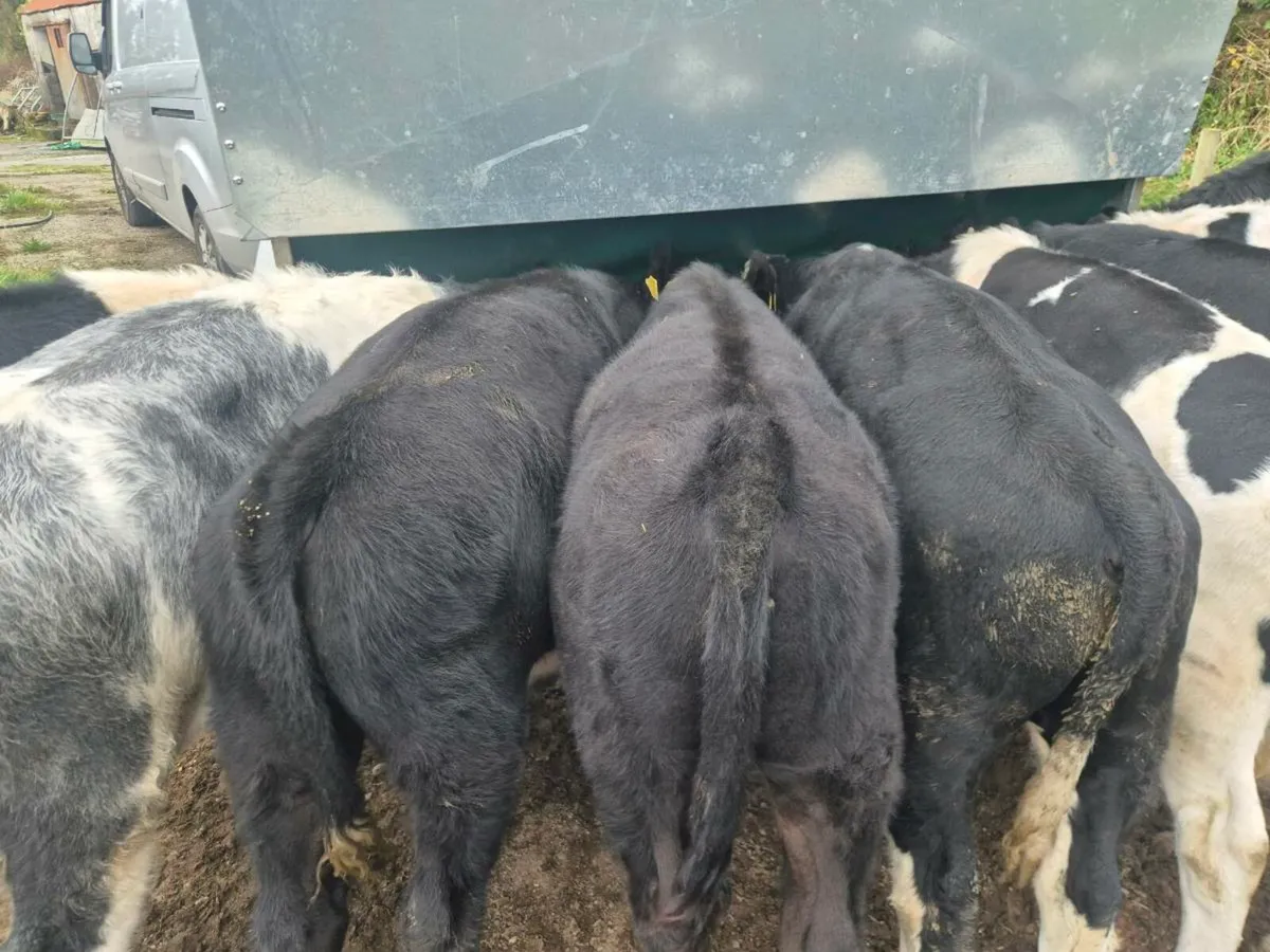 Weanlings - Image 4