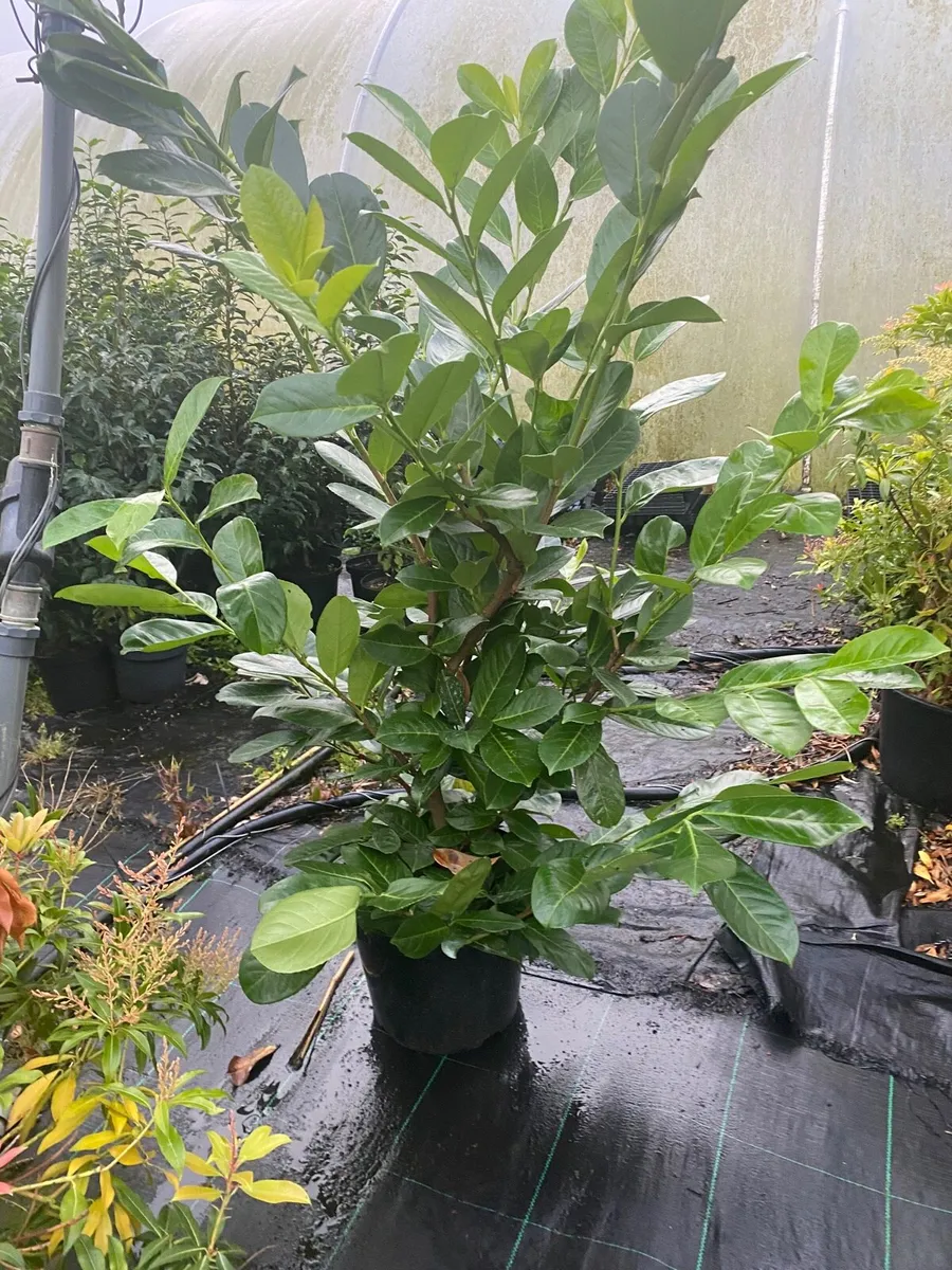 LAUREL HEDGING 5ft - Image 2