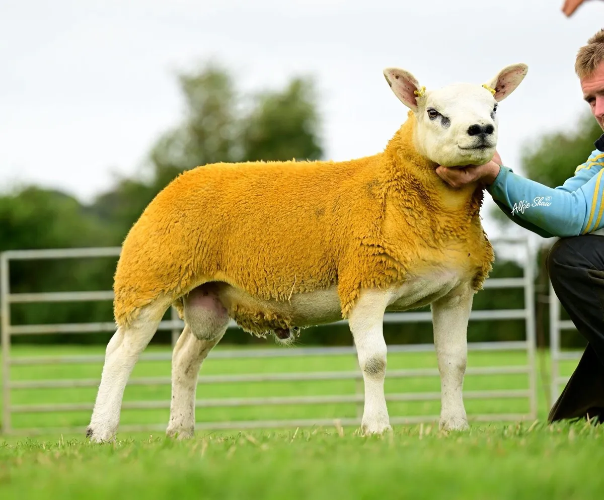 ✅ SIS Texel and Dutch spotted  Lambs ✅ - Image 1