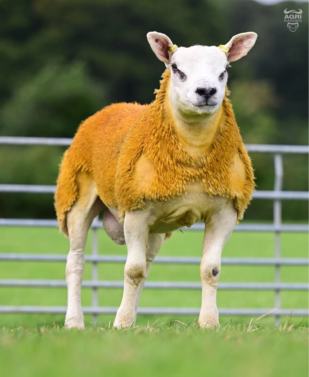 ✅ SIS Texel and Dutch spotted  Lambs ✅ - Image 2