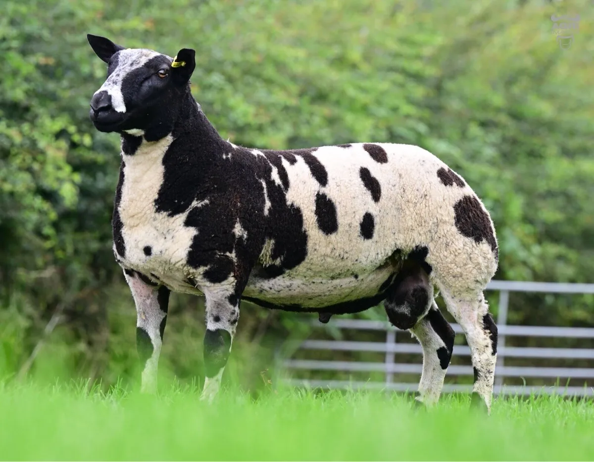 ✅ SIS Texel and Dutch spotted  Lambs ✅ - Image 3