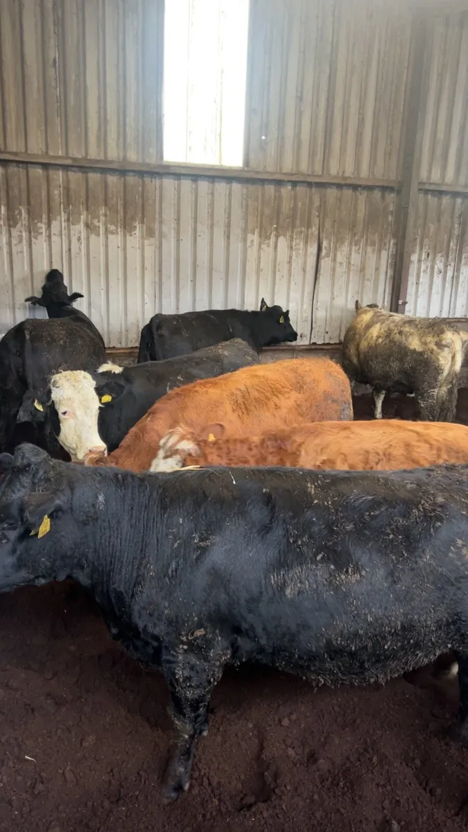 Beef heifers - Image 1