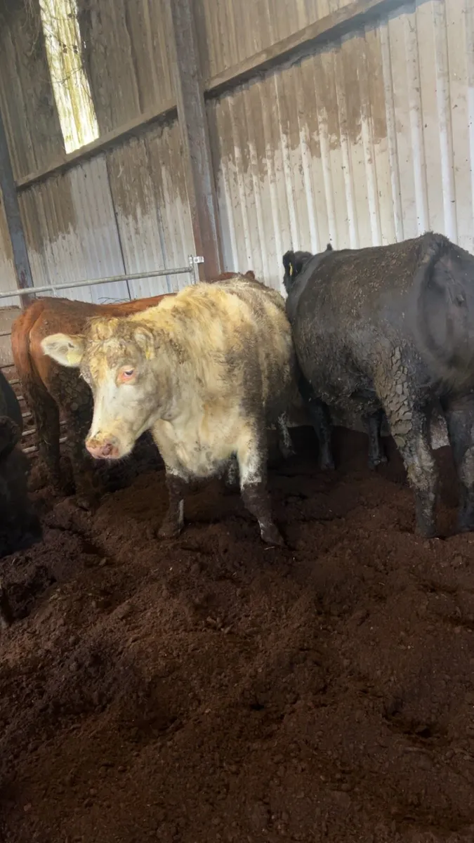 Beef heifers - Image 2