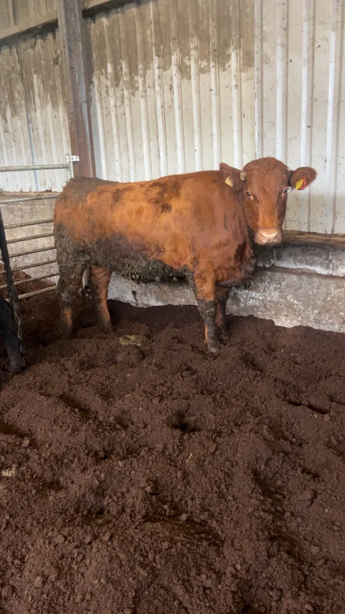 Beef heifers - Image 3