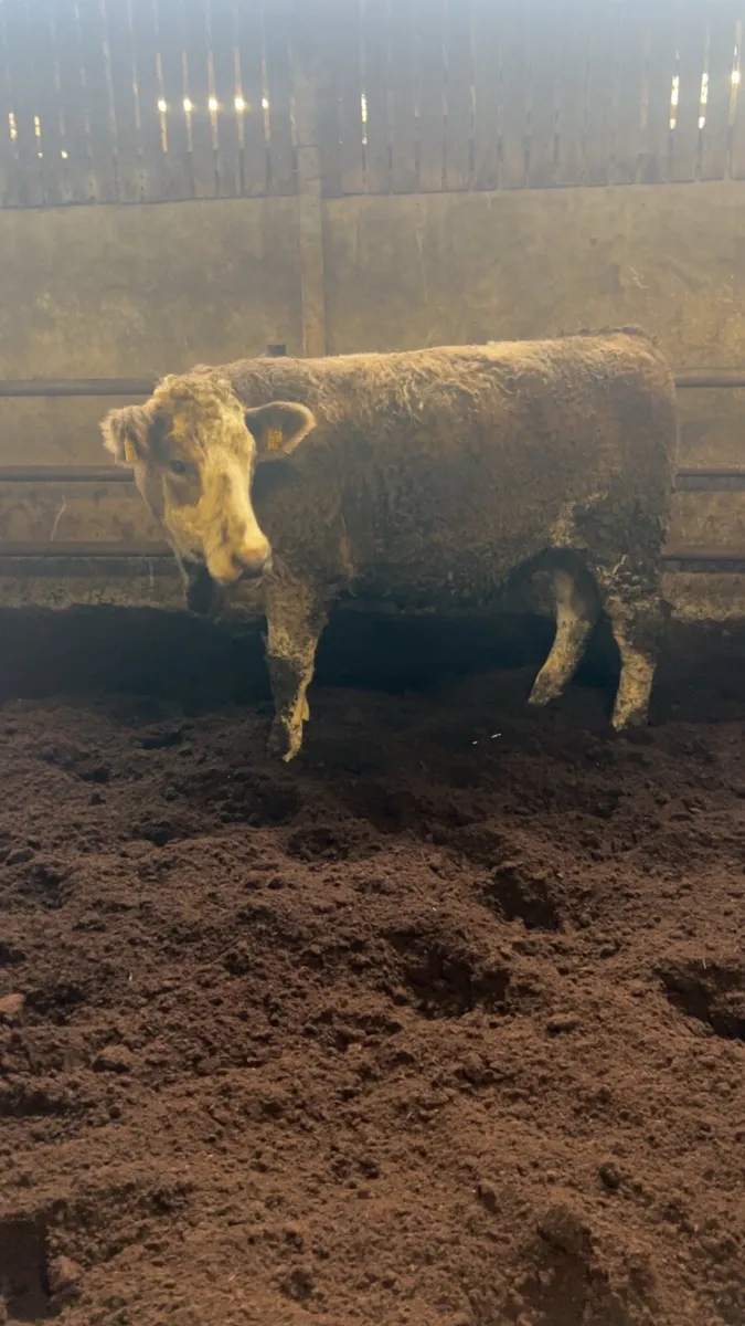 Beef heifers - Image 4