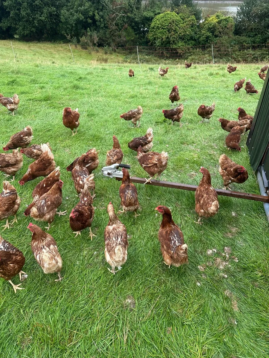 Point of Lay Chickens - Image 2