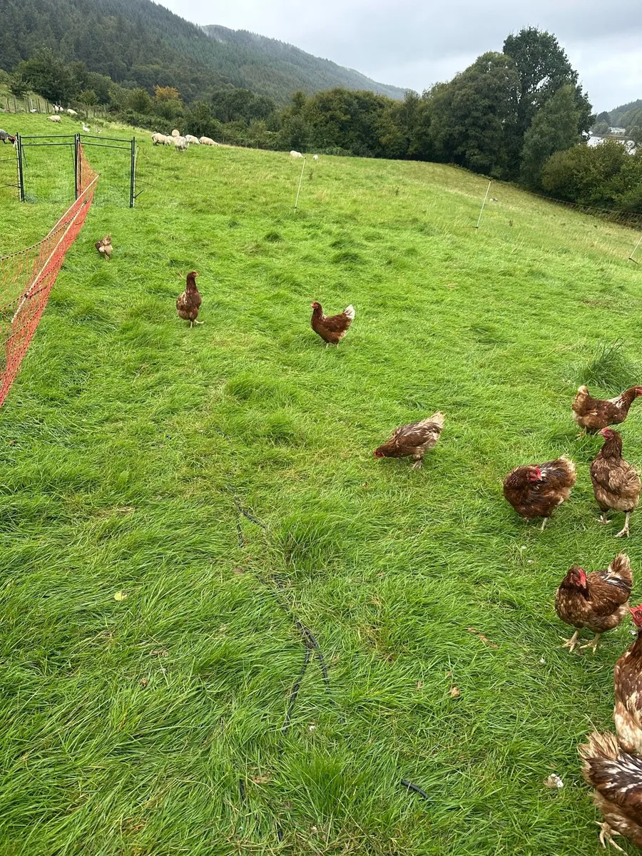 Point of Lay Chickens - Image 3