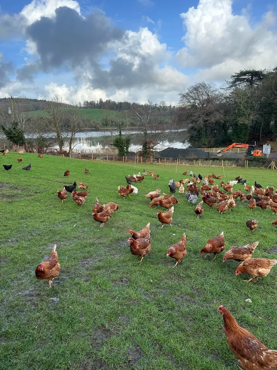 Point of Lay Chickens - Image 4