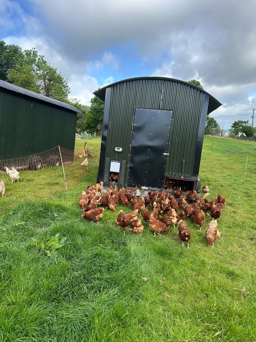Point of Lay Chickens - Image 1