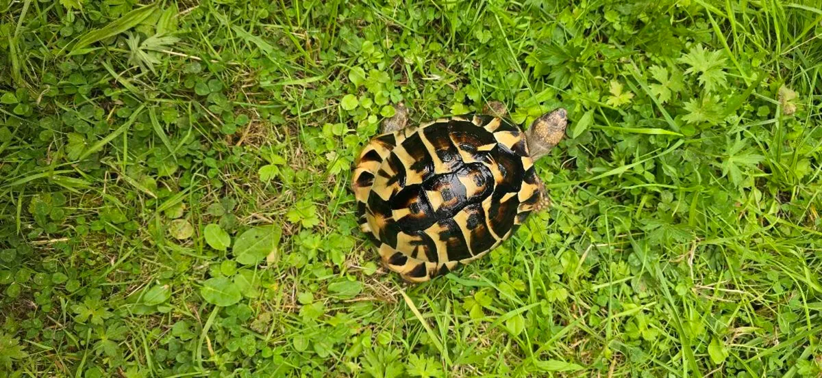 Hermann's tortoises  - Image 2