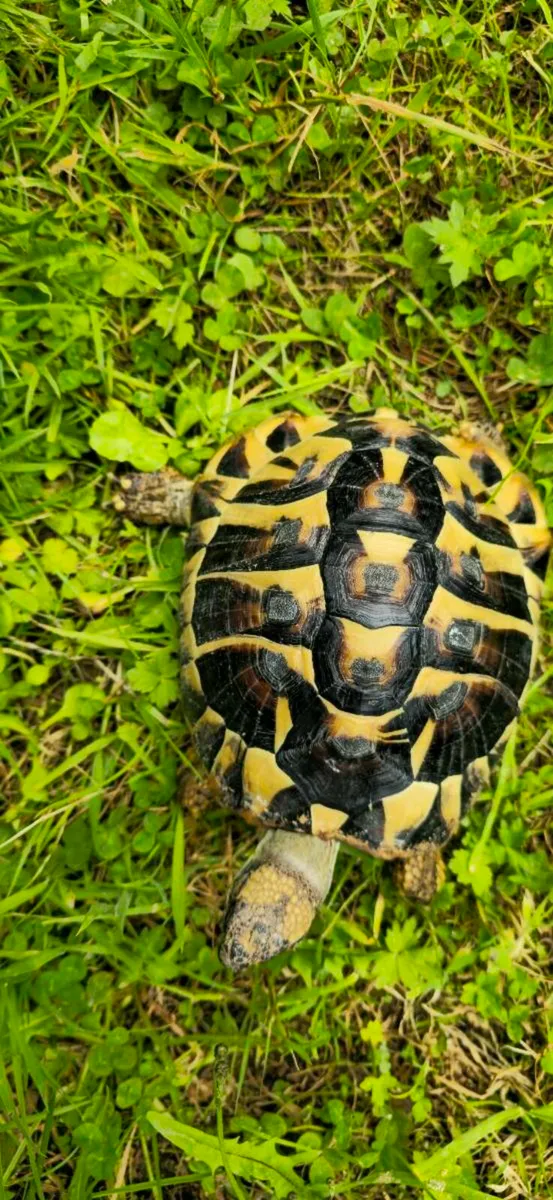 Hermann's tortoises  - Image 3