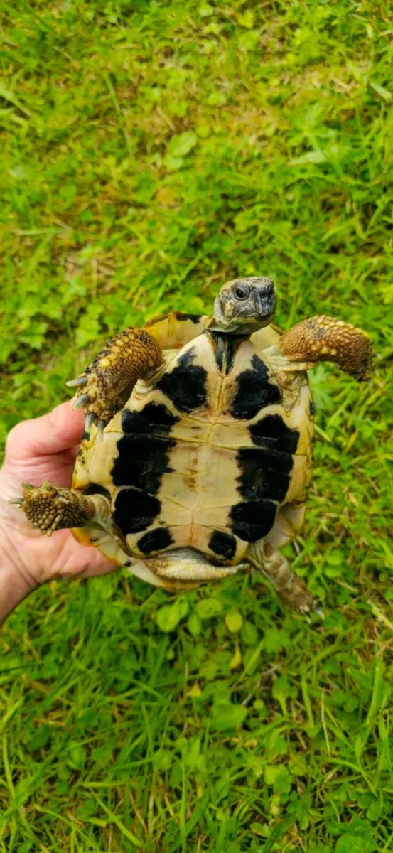 Hermann's tortoises  - Image 4