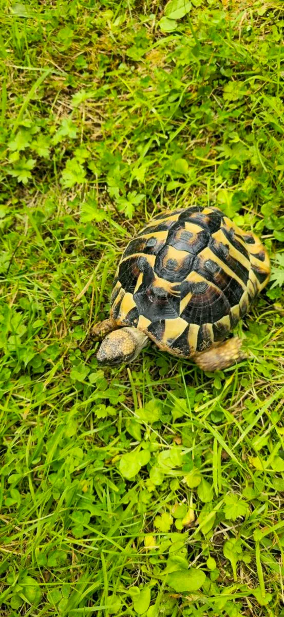 Hermann's tortoises  - Image 1