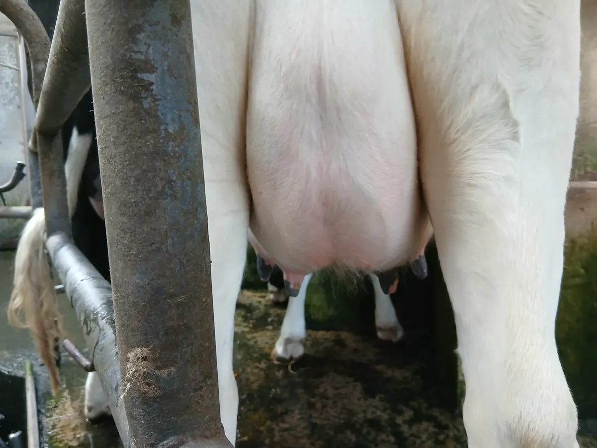 Dairy heifers - Image 1