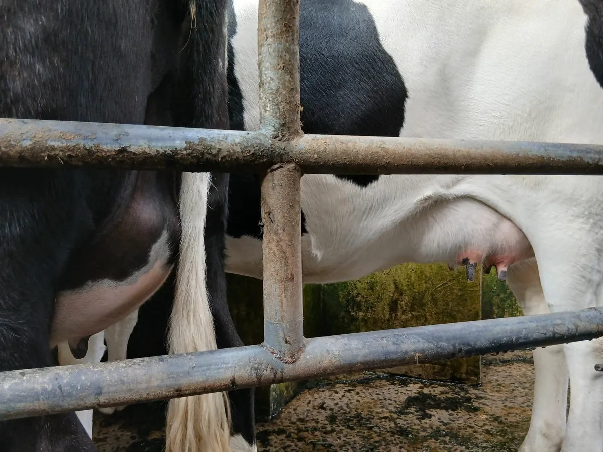 Dairy heifers - Image 2