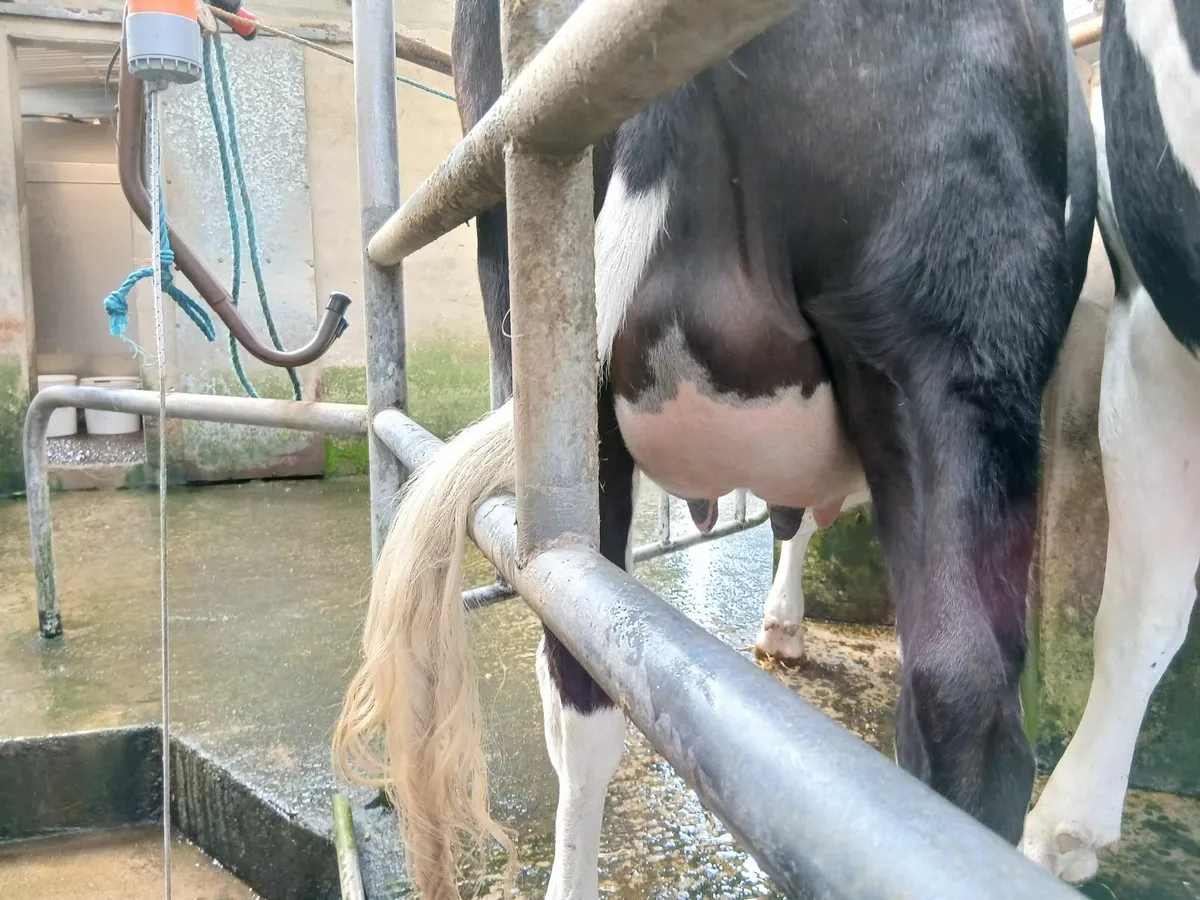 Dairy heifers - Image 3