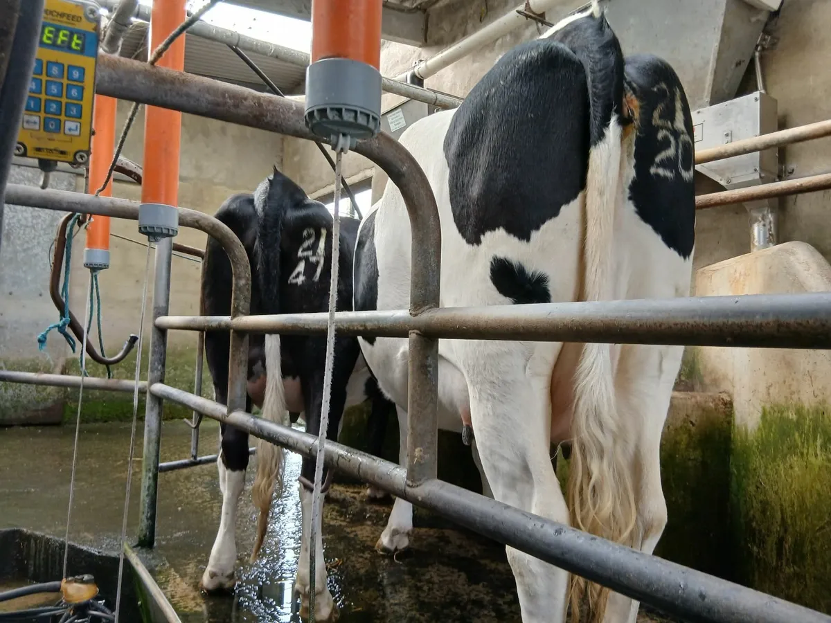 Dairy heifers - Image 4