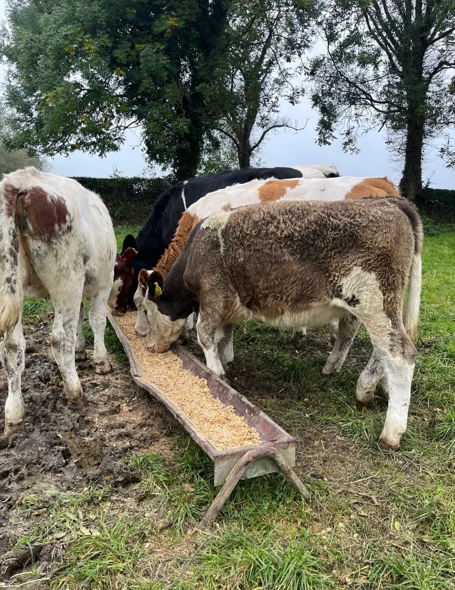 6 super sim heifers for sale - Image 1