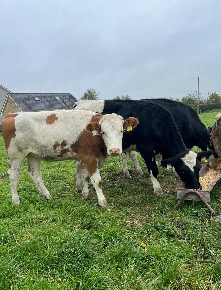 6 super sim heifers for sale - Image 2