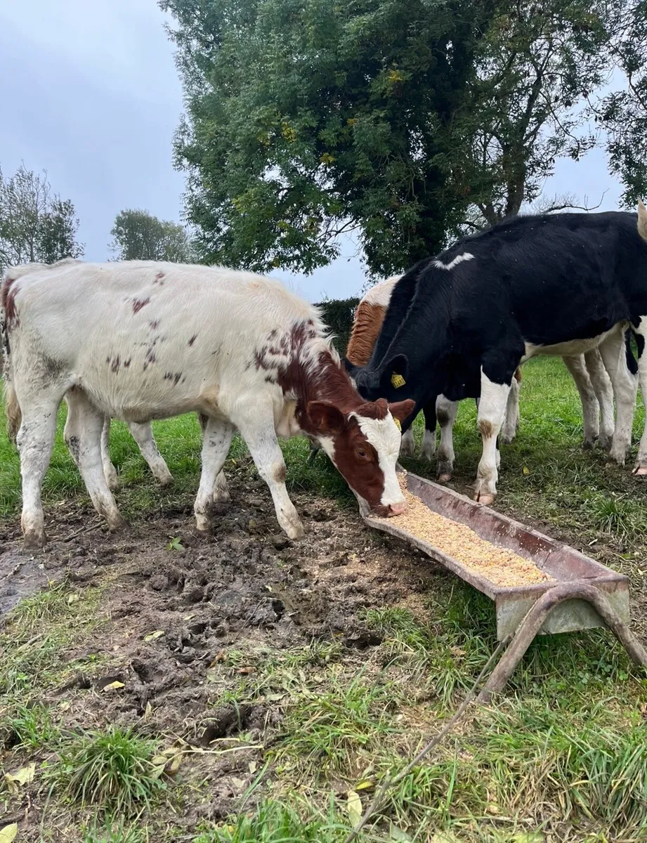 6 super sim heifers for sale - Image 3