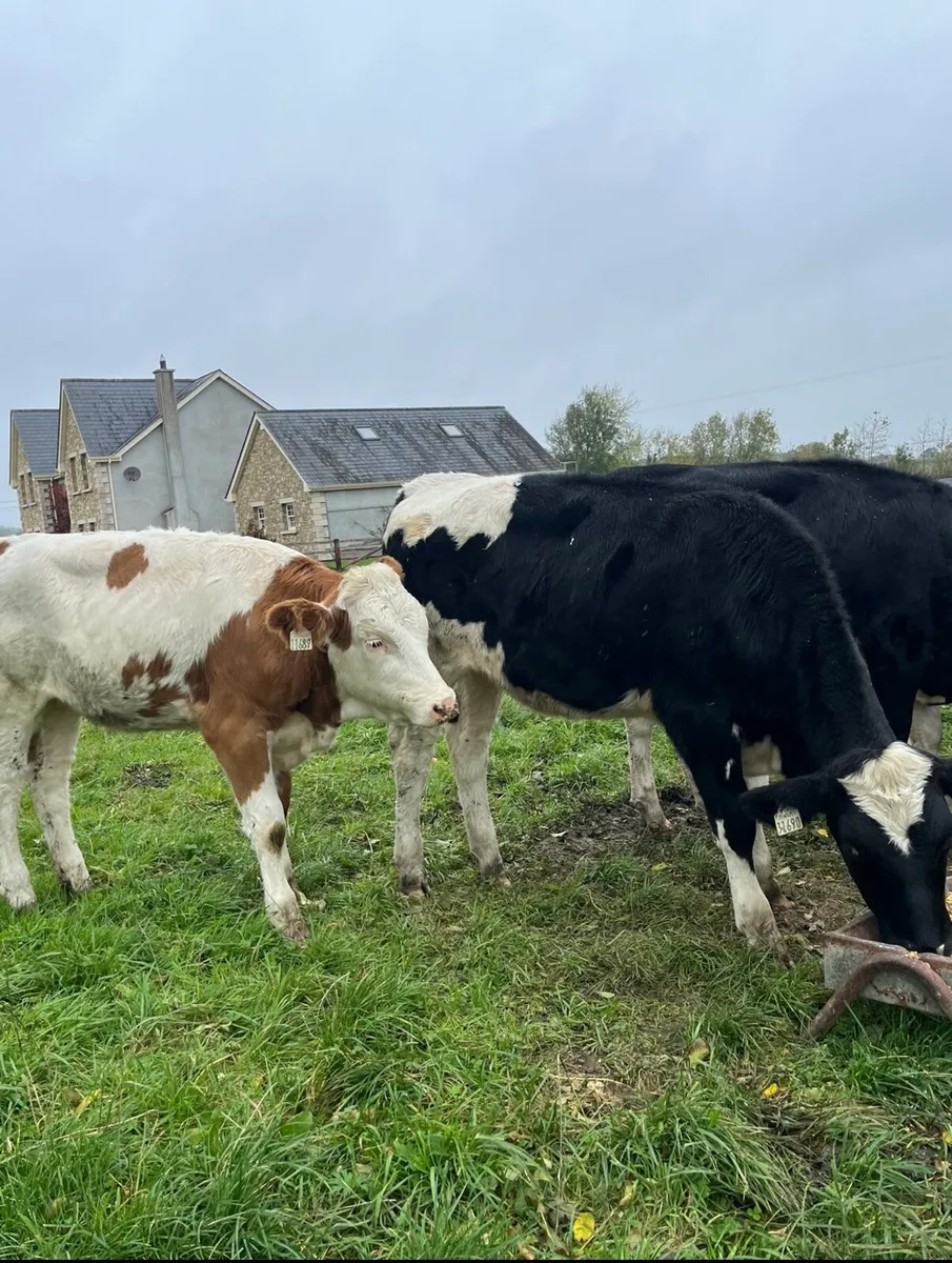 6 super sim heifers for sale - Image 4