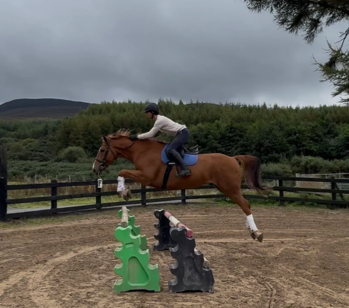 16.1h 10 yo gelding ISH - Image 1